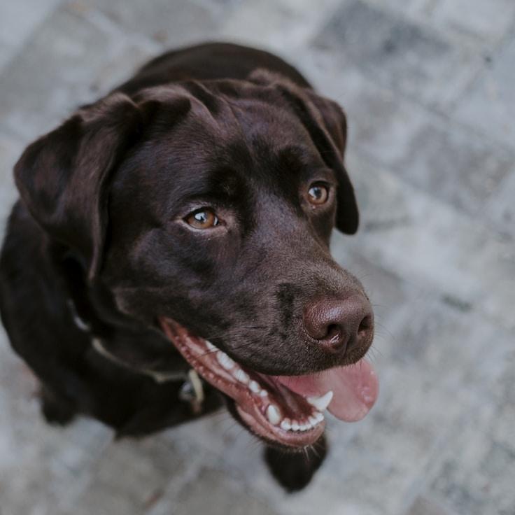 Portrait of Lyra Qiao, group coordinator and fusion cooking expert